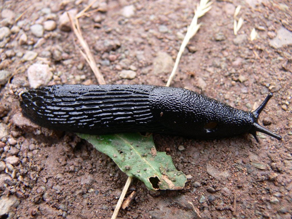 limace noire vénimeuse