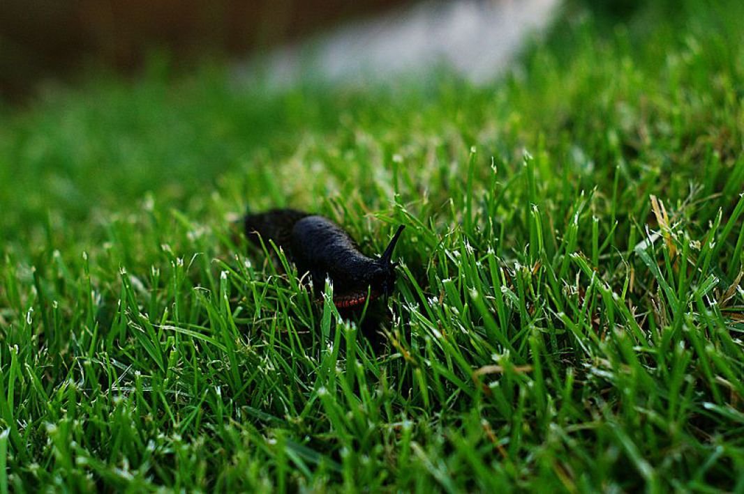 Si vous faites face à une infestation de ces petites limaces noires dans la maison, il est possible de les éliminer sans recourir à des produits chimiques nocifs.