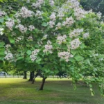 Les inconvénients du catalpa : ce qu'il faut savoir avant de planter cet arbre ornemental