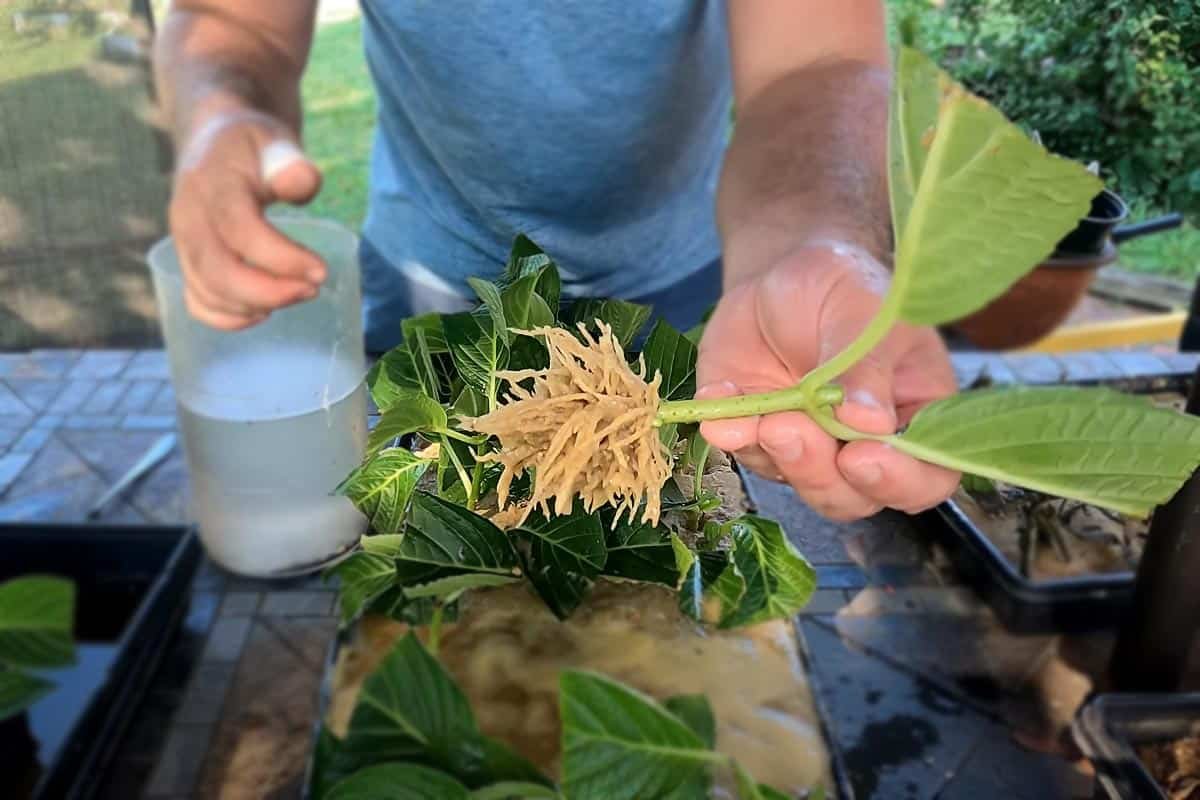 bouturer un hortensia